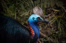 Daintree Rainforest, Mossman Gorge Small-Group from Port Douglas