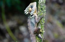 Daintree Rainforest, Mossman Gorge Small-Group from Port Douglas