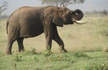 Day tour Amboseli Park from Nairobi