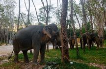 Khao Lak Eco-Safari: Elephants, Tsunami Museum, and Turtles