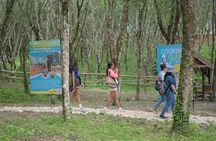 Khao Lak Eco-Safari: Elephants, Tsunami Museum, and Turtles