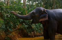 Khao Lak Elephant Sanctuary Full Day Small Group Tour