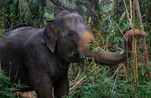 Khao Lak Elephant Sanctuary Full Day Small Group Tour