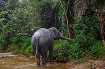 Khao Lak Elephant Sanctuary Full Day Small Group Tour
