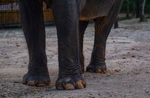 Khao Lak Ethical Elephant Sanctuary Small Group Tour