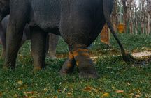 Khao Lak Ethical Elephant Sanctuary Small Group Tour