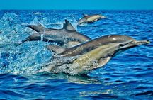Dolphin and Turtle Tour with Sunset Cruise at Nungwi Beach