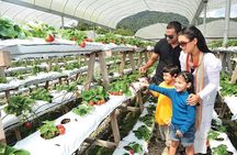 Private Nature Trip to Cameron Highlands from Kuala Lumpur