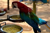 Excursion to Iguaçu Falls, Parque das Aves and Usina Itaipu