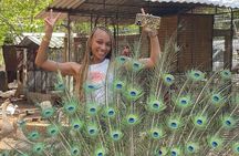 Montego Bay Exotic Herbs, Birds and Animals Interaction Tour