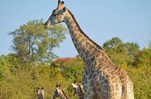  Chobe National Park from Victoria Falls