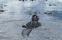 Airboat Tour