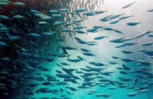 Cebu Whale Shark, Tumalog Falls & Moalboal Sardines, Turtle Tour