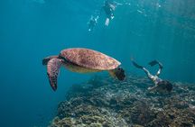 Cebu Whale Shark, Tumalog Falls & Moalboal Sardines, Turtle Tour