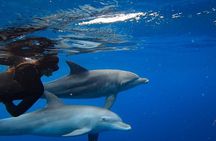 Day Trip to Ponta de Ouro Beach /Dolphin Swim+Snorkel+Whale Watch