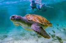Cenote Turtle and Beach Club Full Day Tour