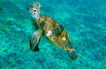 Cenote Turtle and Beach Club Full Day Tour