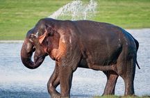 11 Days Sri Lanka Tour With Private Chauffeur & Vehicle