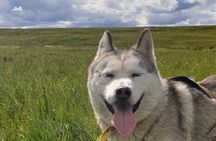 Dog Sledding and Mushing Experience by Siberian Husky in Iceland