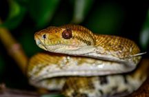 Night Mangrove Safari Boat Tour with Dinner | Manuel Antonio