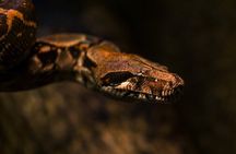 Night Mangrove Safari Boat Tour with Dinner | Manuel Antonio