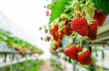 Seasonal Mt. Fuji Scenic Views, Fruit Picking and Ropeway Ride!