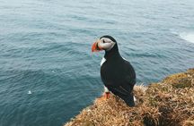 Private Westman Islands with Puffins and Belugas (Lunch included)
