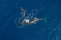 Morning Whale Watch: Lāhainā Harbor