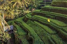 Monkey Forest, Holy Water Temple & Hot Springs Tours