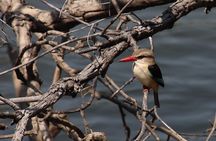 Early Bird Jet Boat Safari in Victoria Falls