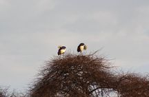 Early Bird Jet Boat Safari in Victoria Falls