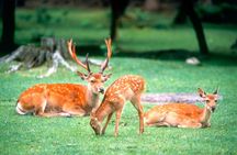 Kyoto & Nara Full-Day Tour: Kinkaku-ji, Todai-ji & Nara Park