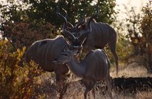 2 Hour Sundowners Jet Boat Safari in Victoria Falls