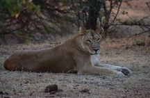 2 Hour Sundowners Jet Boat Safari in Victoria Falls