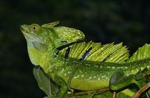 Tortuguero:Canoe tour, day hike, hill tour, night or spawning tour