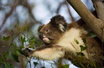 Premium Small Group Great Ocean Road & Wildlife with Lunch