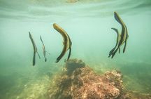 Snorkeling On Beautiful Rock Island - Unawatuna by Boat