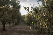 Olive Oil Tour Visit to the oil mill and olive oil tasting