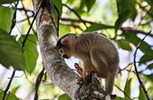 4 Day Tour in Tambopata National Reserve