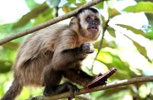4 Day Tour in Tambopata National Reserve