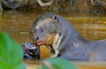 Manu Reserved Zone Tour 6 Days