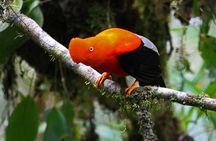 Manu Reserved Zone Tour 6 Days