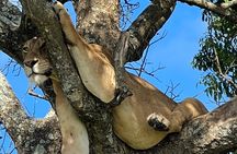 One Day Akagera Safari From Kigali