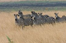 One Day Akagera Safari From Kigali