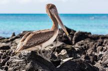 9 Days Galapagos Island Hopping