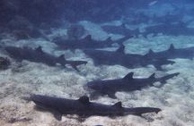 9 Days Galapagos Island Hopping