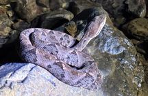 Night Walk Tour and Jungle Dinner in Jaco