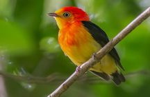 Manu National Park Tour 4 Days