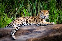 Manu National Park Tour 4 Days