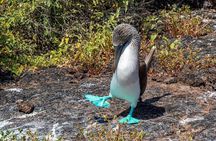 5 Days Galapagos Wildlife Discovery